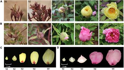 Genome-Wide Identification and Comparative Profiling of MicroRNAs Reveal Flavonoid Biosynthesis in Two Contrasting Flower Color Cultivars of Tree Peony